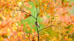 воробей, птица, осень, листья