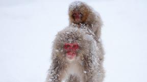 обезьяна, снег