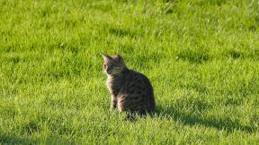 кот, трава