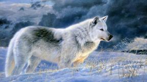волк, снег, зима, рисунок