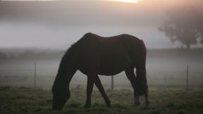 лошадь, туман
