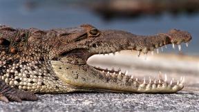 аллигатор, крокодил