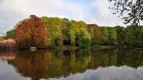 озеро, лес, отражение