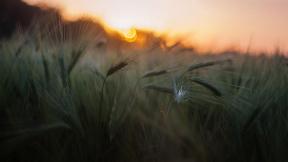 закат, пшеница