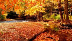 осень, листья, река