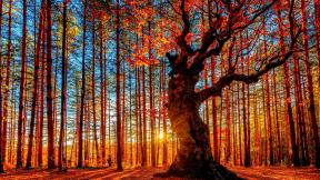 осень, лес, дерево