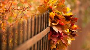 осень, листья, забор