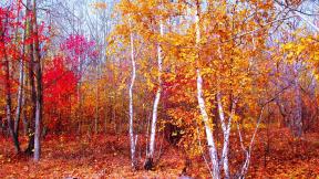 осень, лес