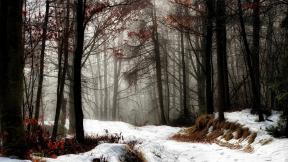 осень, снег, первый снег, лес, туман, зимний лес