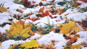осень, снег, первый снег, листья, клён