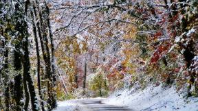 осень, снег, первый снег, лес, зимний лес