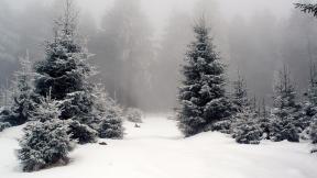 зима, снег, лес, туман, зимний лес