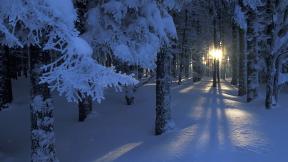 зима, снег, лес, закат, зимний лес