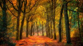 осень, листья, лес