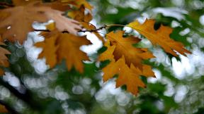 осень, листья, ветка