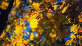 осень, листья, ветка