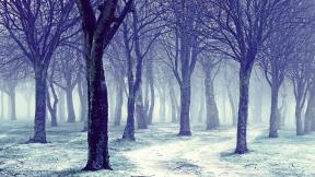 зима, снег, лес, туман, зимний лес
