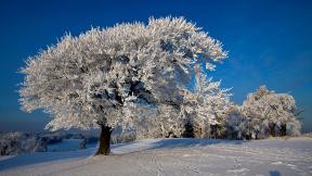 зима, снег, лес, дерево, зимний лес