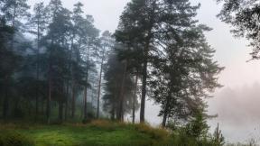 лес, туман, лето