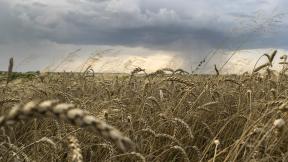 пшеница, поле, облака