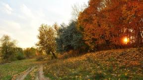 осень, лес, листья, закат