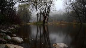 лес, озеро, туман