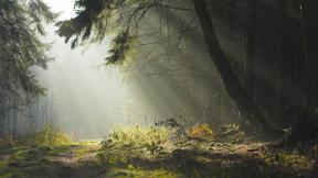 лес, туман, лучи