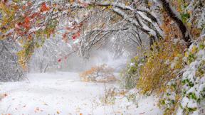 зима, снег, первый снег, осень, листья, снегопад