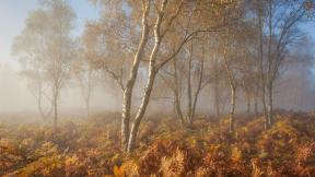 осень, туман, деревья