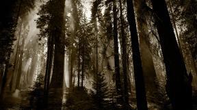 лес, лучи, туман