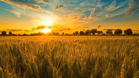 закат, поле, пшеница