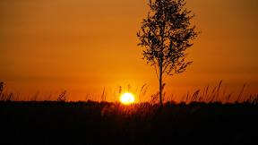 закат, солнце, дерево