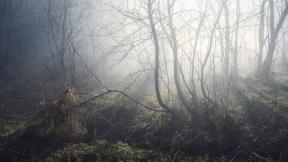 туман, лес