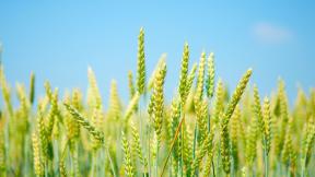 пшеница, небо