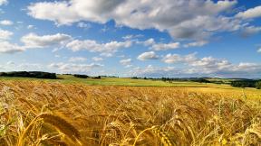 пшеница, поле, небо, облака