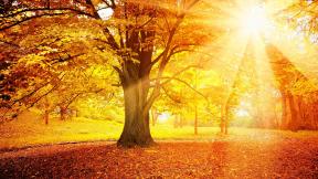 осень, дерево, листья, солнце, лучи