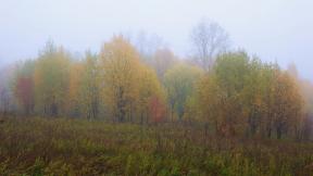 осень, лес, туман