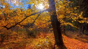 осень, дерево, солнце, лучи