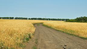 поле, пшеница, дорога