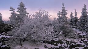 зима, снег, деревья