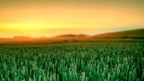 пшеница, поле, закат