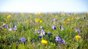 трава, весна, цветы, капли, поле