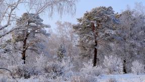 зима, лес, снег, зимний лес