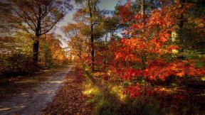 дорога, осень, листья, лес
