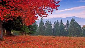 осень, горы, листья