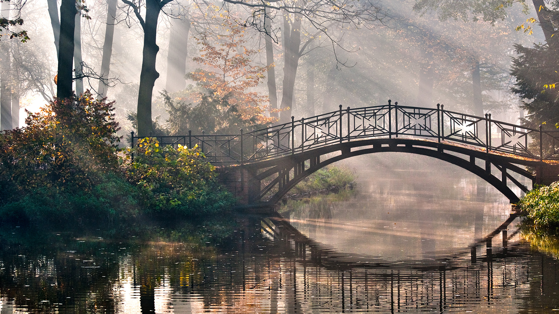 Природа Мост через озеро в лесу