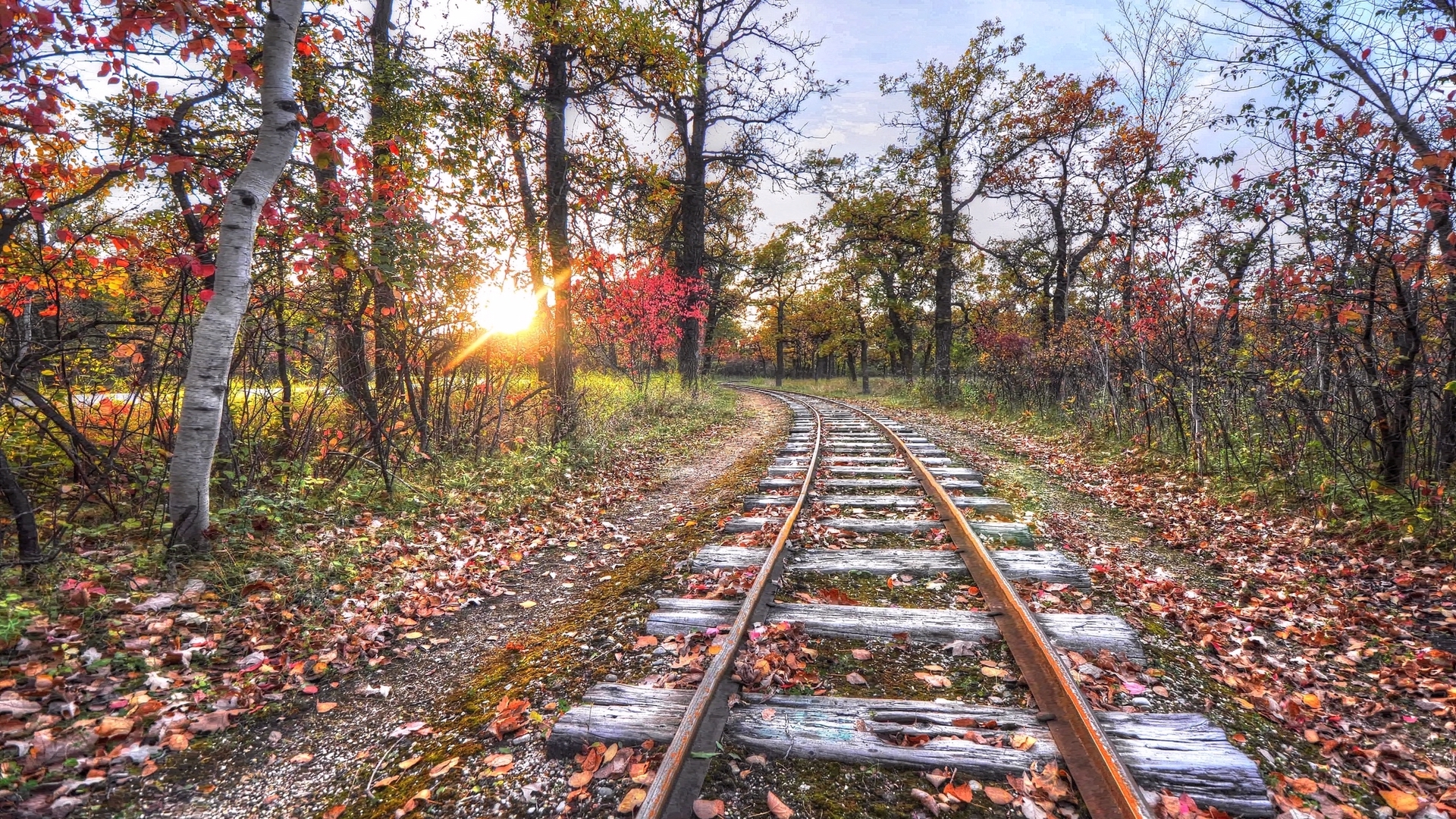 Железная дорога в лесу фото