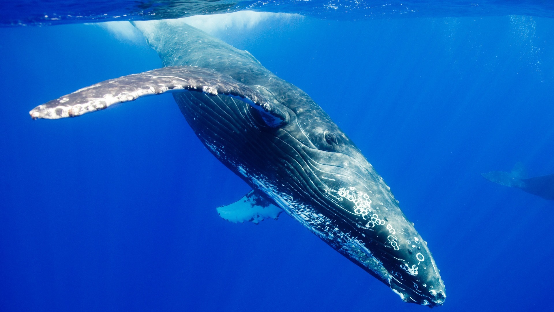Животные Горбатый кит