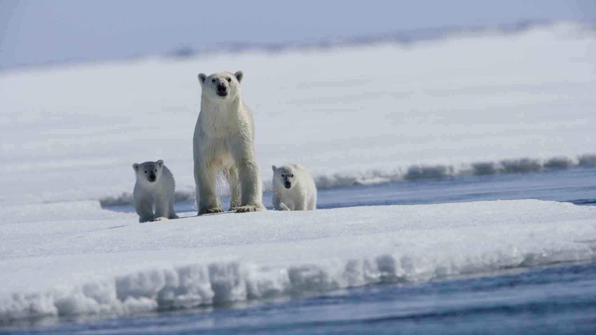 Медведица белая с медвежатами фото