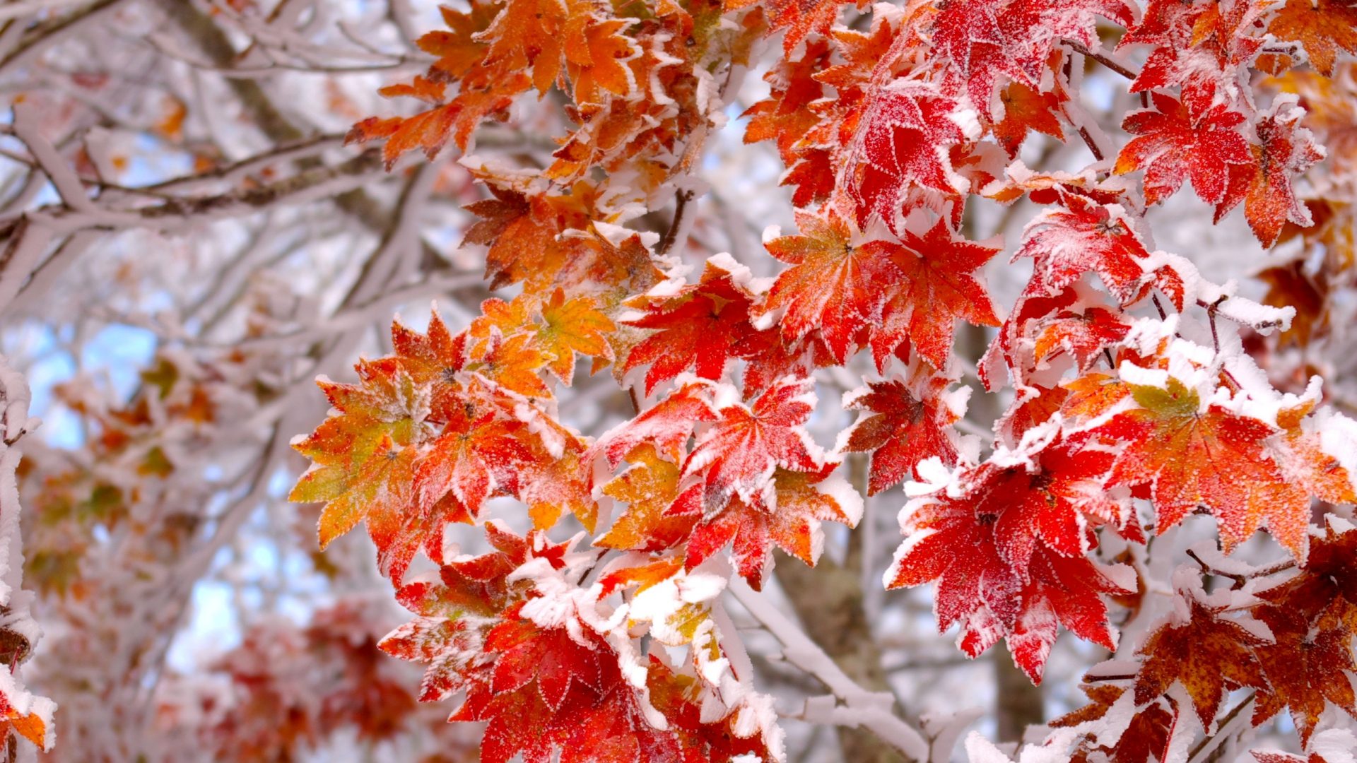 Природа Осенние листья, укрытые первым снегом